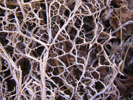 Jan 15 - Prickly Pear Lace aka a cactus skeleton.